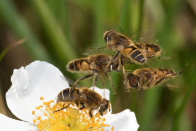 Eristalis nemorum males hovering over a female 18-06-17.jpg