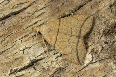 Small Fan Foot Moth - Herminia grisealis 21-06-17.jpg