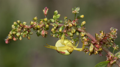 Week 26 - Danger lurking among the flowers - Misumena vatia.jpg