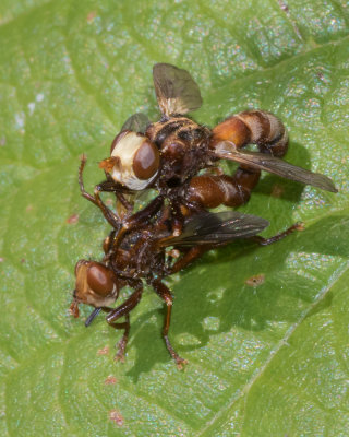 Sicus ferrugineus mating pair 01-07-17.jpg