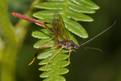 Ichneumon - Heteropelma amictum poss 02-07-17.jpg