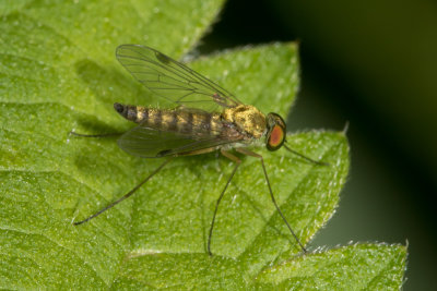 Little Snipefly - Chrysopilus asiliformis 04-07-17.jpg