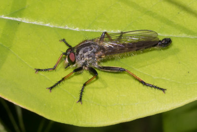Robberfly - Neoitamus cyanurus m 05-07-17 9454.jpg