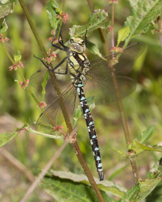 Southern Hawker - Aeshna cyanea 05-07-17.jpg