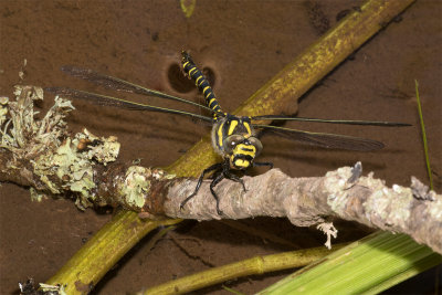 Golden-ringed Dragonfly - Cordulegaster boltonii on stick 06-07-17.jpg