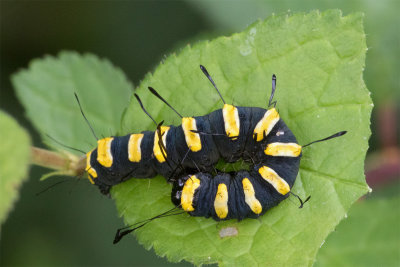 Alder Moth Caterpillar 08-07-17.jpg