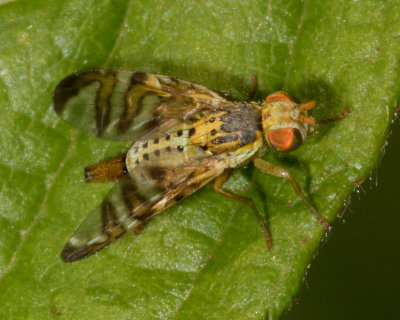 Chaetorellia jaceae 18-07-17.jpg