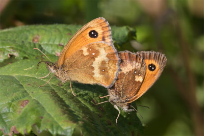 Gatekeeper - Pyronia tithonus mating 25-07-17.jpg