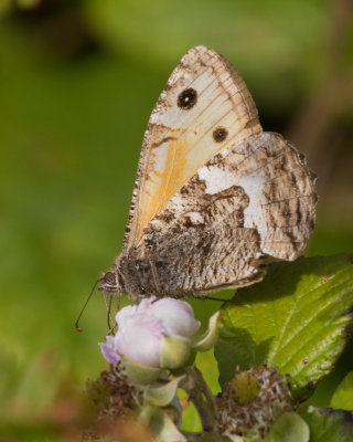 Grayling - Hipparchia semele 25-07-17.jpg