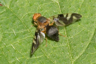 Picture-winged Fly - Philophylla caesio 31-07-17.jpg