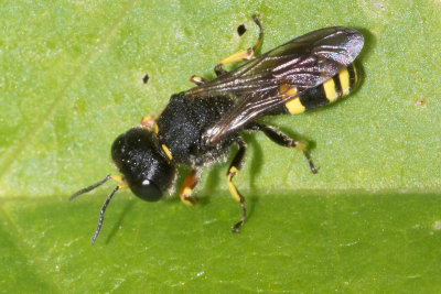 Digger Wasp - Ectemnius continuus m 01-08-17.jpg