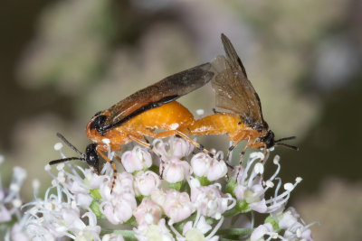 Athalia rosae mating 19-08-17.jpg