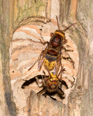 Hornet - Vespa crabro 27-08-17.jpg