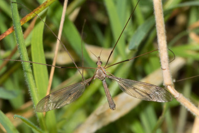 Cranefly - Tipula fulvipennis m 28-08-17.jpg