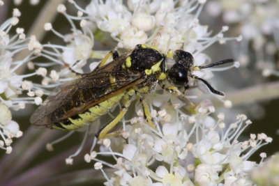 Sawfly - Tenthredo brevicornis or notha 27-08-17.jpg