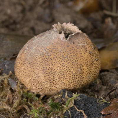 Week 34 - Scleroderma areolatum earthball fungus.jpg