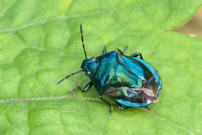 Week 34 - Blue Shieldbug - Zicrona caerulea.jpg