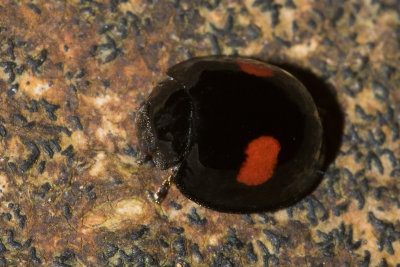 Kidney-spot ladybird - Chilocorus renipustulatus 18-09-17.jpg