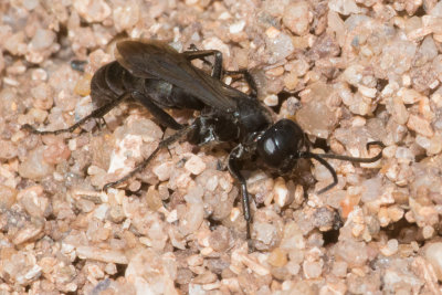 Leaden Spider Wasp - Pompilus cinereus possibly 18-09-17.jpg