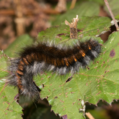 Week 39 - Fox Moth Caterpillar.jpg