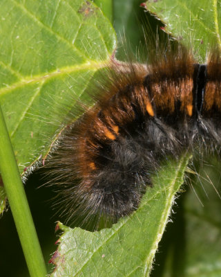 Week 39 - Fox Moth Caterpillar - close up.jpg