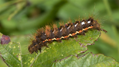 Week 39 - Knotgrass Moth caterpillar.jpg