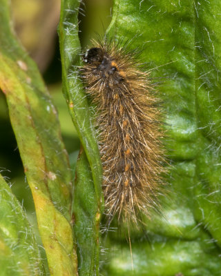 Week 39 - Ruby Tiger Moth caterpillar.jpg