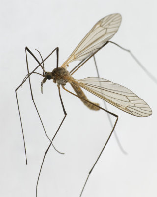 Cranefly - Tipula (Savtshenkia) pagana male 19-10-17.jpg