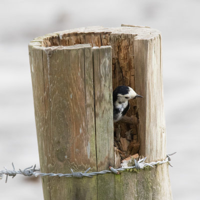 Pied Wagtail inside fence post.jpg