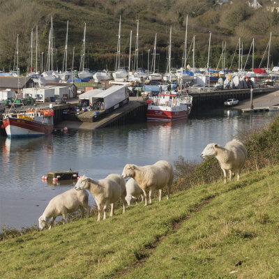 Week 44 - Sheep at Snapes Point.jpg