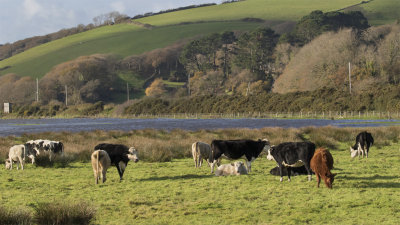 Week 46 - Cattle at South Efford Marsh.jpg