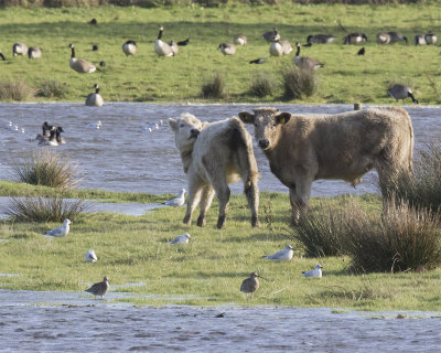 Week 46 - Cattle at South Efford Marsh 2.jpg
