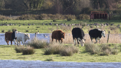 Week 46 - Cattle at South Efford Marsh 3.jpg