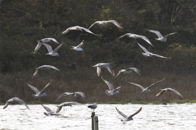 Week 46 - Fly Past of Juvenile Herring Gulls.jpg
