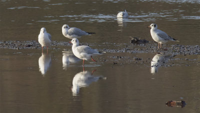 Week 51 - Black-headed Gulls at Aveton Gifford.jpg