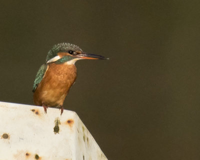 Week 51 - Kingfisher at Aveton Gifford 2.jpg
