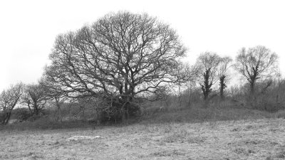 Week 02 - Dull Day Trees at Andrews Wood - BW.jpg