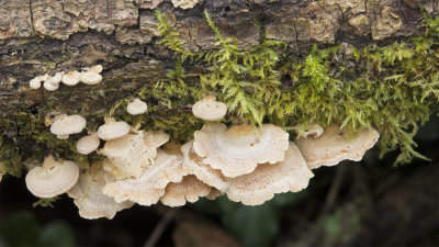 Week 02 - Panellus stipticus in Andrews Wood.jpg