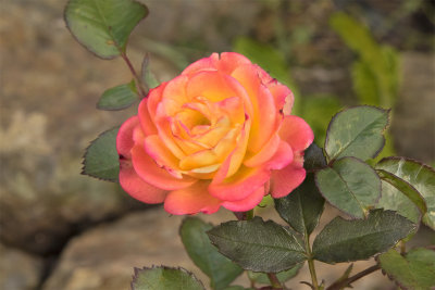 Early Rose in my garden 12-02-18.jpg