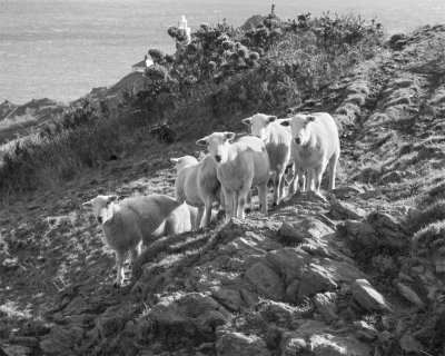 Week 07 - Sheep at Start Point.jpg