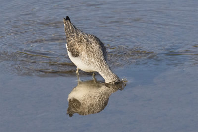 Greenshank 16-02-18 2.jpg