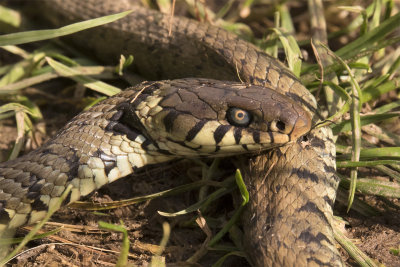 Grass Snake 20-02-18.jpg