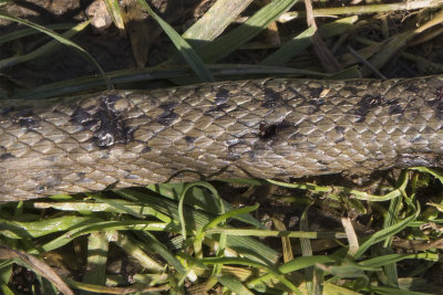 Bite marks on Grass Snake 20-02-18.jpg