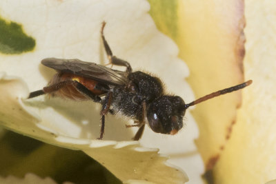 Nomada fabriciana f poss 03-04-18.jpg