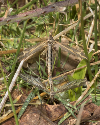 Cranefly - Tipula vittata mating pair 05-04-18.jpg