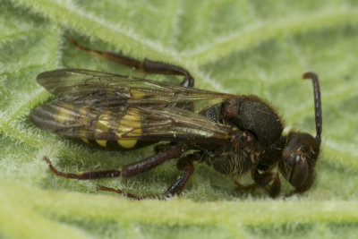 Early Nomad Bee - Nomada leucophthalma f 12-04-18.jpg