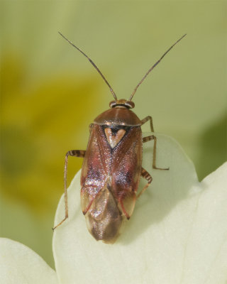 Lygus pratensis poss 16-04-18 2.jpg