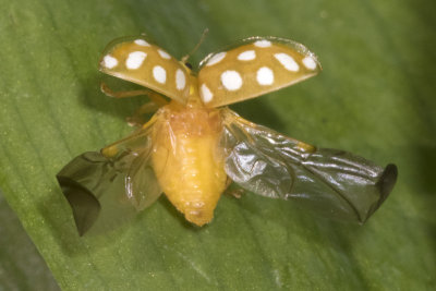Orange Ladybird - Halyzia 16-guttata flying 16-04-18.jpg