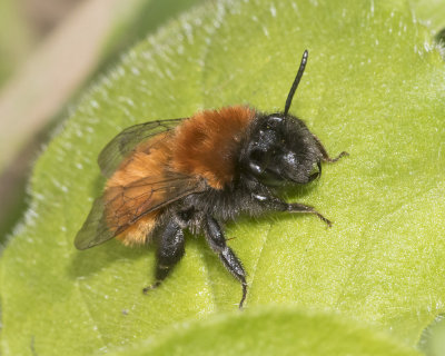 Tawny Mining Bee - Andrena fulva f 16-04-18.jpg