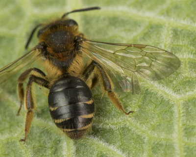 Short-fringed Mining Bee - Andrena dorsata f wing 16-04-18.jpg